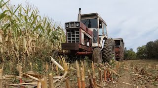 Chopping Corn Silage 2022 [upl. by Farly]