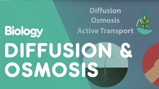 Transport in Cells Diffusion and Osmosis  Cells  Biology  FuseSchool [upl. by Saudra290]