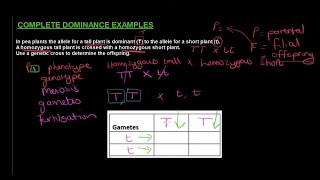 Gr 12 Life Sciences Genetics and Inheritance Part 2 Monohybrid Crosses [upl. by Whittemore]