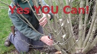 How to Prune Rose of Sharon Hibiscus syriacus [upl. by Thun]