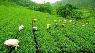 Places to Visit in Darjeeling Tea Garden  Darjeeling Tourism Tea Garden [upl. by Langille270]