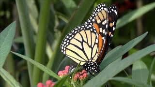 Monarch Butterfly Laying Eggs FYV [upl. by Iain830]