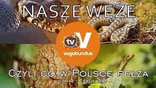 Węże w Polsce  część 4 Wąż eskulapa Zamenis longissimus [upl. by Coray]