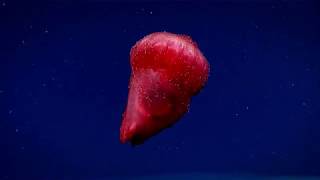 Enypniastes eximia  the swimming sea cucumber [upl. by Schlenger180]