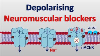 Depolarising neuromuscular blockers [upl. by Adner]