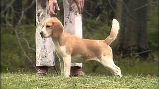 Beagle  AKC Dog Breed Series [upl. by Alameda]