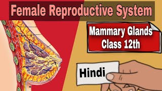 Mammary Glands  Class 12  Hindi  Female Reproductive System  Be Educated [upl. by Ilaw]