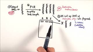 A2 Biology  DNA profiling OCR A Chapter 211 [upl. by Reltuc]