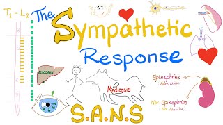 The Sympathetic Response  FightFlight  NeuroPhysiology [upl. by Morganica]