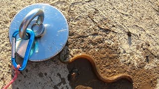 Caught an EEL Magnet Fishing with a Crazy Dangerous Magnet [upl. by Alexia787]