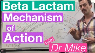 βlactam  Mechanism of Action and Resistance [upl. by Mateusz942]