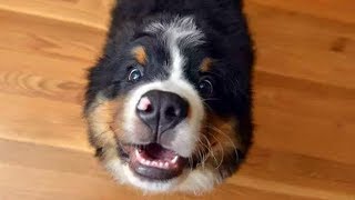 Funny Bernese Mountain Dog Compilation [upl. by Latham]