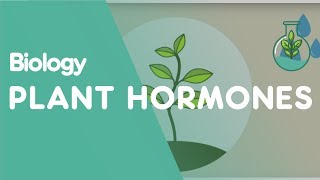 Plant Hormones Tropisms  Plants  Biology  FuseSchool [upl. by Audras]