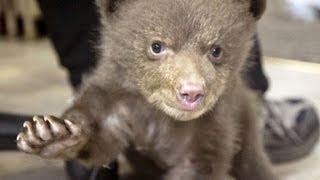 Hear baby bear make cutest noise [upl. by Mccourt]