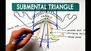 Submental Triangle  Boundaries amp Contents  Anatomy Tutorial [upl. by Laersi274]