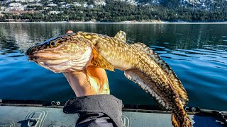 Columbia River Winter BURBOT Fishing Catch Clean Cook [upl. by Conney]