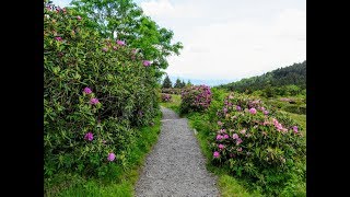 Roan Mountain rhododendron blooms  Pisgah National Forest NC [upl. by Phares116]