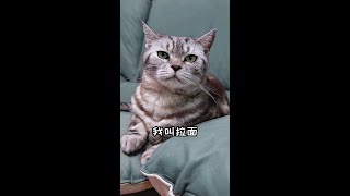 为什么小猫咪这么喜欢火腿肠？ [upl. by Acisey]