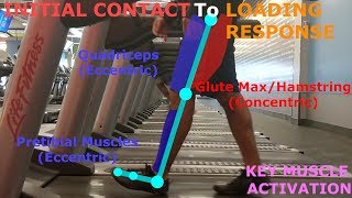 THE PHASES OF WALKING GAIT CYCLE BREAKDOWN [upl. by Gerstner721]