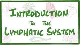 Introduction to the Lymphatic System [upl. by Nevur]