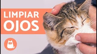 Limpiar los ojos de un gato con MANZANILLA [upl. by Akihsar897]