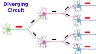 Neuronal Pools and Neural Processing [upl. by Tasha]