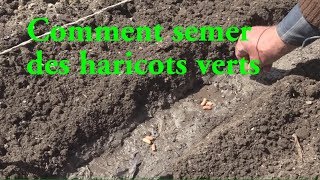 Haricots verts COMMENT LES SEMER LC VIDEO [upl. by Eehc]