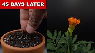 Marigold Growing From Seed  45 Days Time Lapse [upl. by Traggat92]