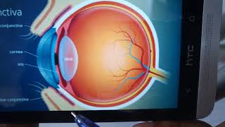 CONJUNCTIVA general structure quick review in easy way [upl. by Elaynad698]