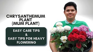 How to Care for Chrysanthemum Plant  Easy Tips to Get More Flowers [upl. by Denie]