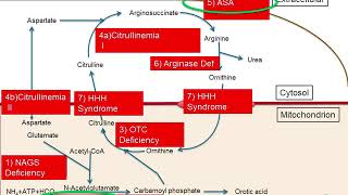 Inherited Disorders of the Urea Cycle [upl. by Conny]