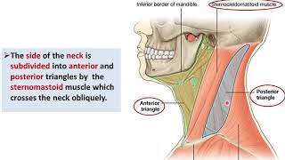 Overview of the Neck 1  Layers and Triangles  Dr Ahmed Farid [upl. by Arolf478]