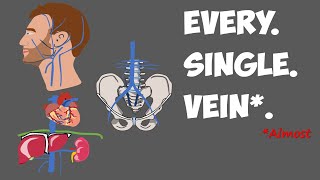 Every Vein in the Human Body [upl. by Stine]