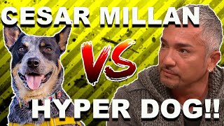 Cesar Millan vs HYPER DOG Stop Dog Lunging [upl. by Dett]