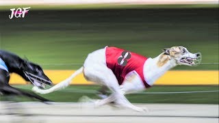 Greyhounds  8 dogs  Track race [upl. by Oker528]