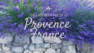 Lavender Fields of Provence France [upl. by Guimar]