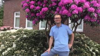 Rhododendrons  Tree vlog 7 [upl. by Sutherlan]