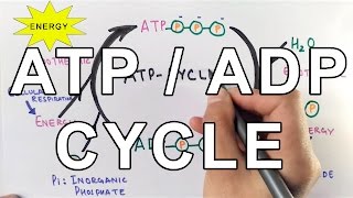 Mechanism of ATPADP Cycle [upl. by Anrak550]