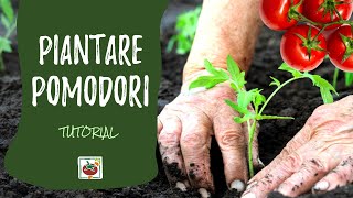 Come piantare i pomodori nellorto [upl. by Holmes]