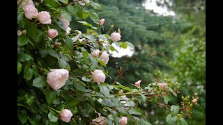 David Austin Rose  The Generous Gardener a fully detailed review zone 7 coastal CT [upl. by Ys763]