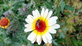 How to Grow Chrysanthemums from Seed [upl. by Alford561]