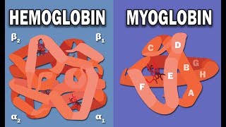 HEMOGLOBIN AND MYOGLOBIN BIOCHEMISTRY [upl. by Ynamad]