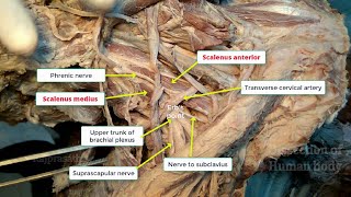 Posterior triangle of neck [upl. by Fredra909]