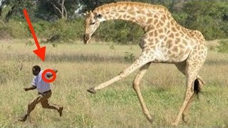 When Giraffes Attack [upl. by Ardnikat]