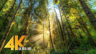 FOREST DREAMS in 4K  12 HOURS Relaxing Virtual Nature Walk with Calming Piano Music [upl. by Hashum45]