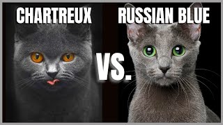 Chartreux Cat VS Russian Blue Cat [upl. by Ivers194]