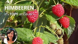 Himbeeren im Topf anbauen  Himbeeren im Kübel  Himbeeren pflanzen Balkon [upl. by Bergwall51]