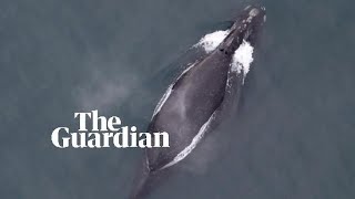 First audio recording of extremely rare north pacific right whale [upl. by Eahsel198]