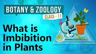 What Is Imbibition in Plants  Plant Water Relation and Mineral Nutrition  Biology Class 11 [upl. by Annabelle]