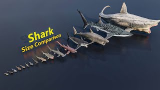 Shark size comparison  3D Animation [upl. by Hakeem]